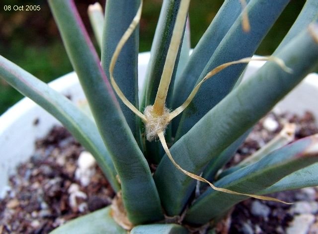 Leuchtenbergia _principis _03